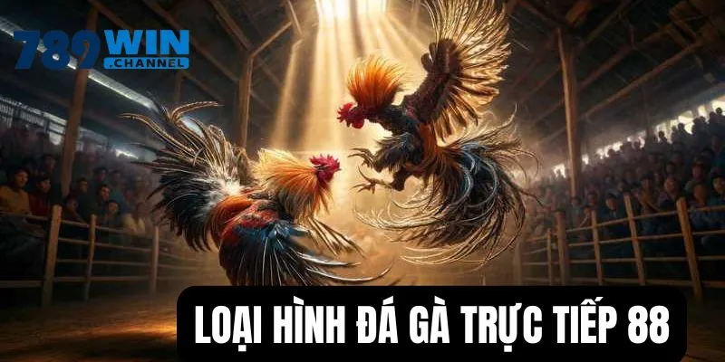 Loại hình chọi kê phổ biến tại đá gà 88 