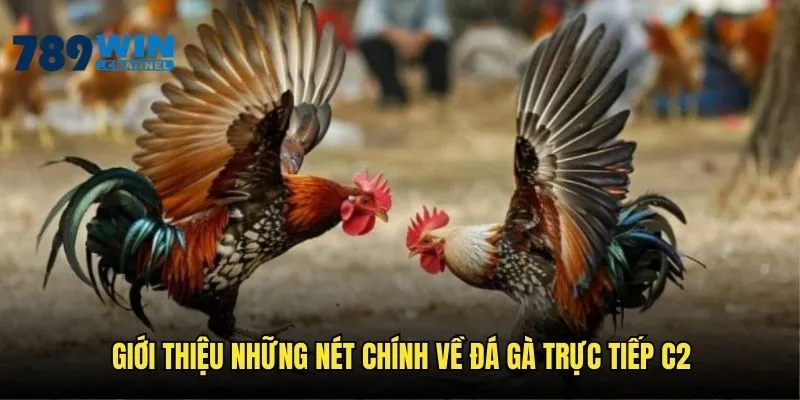 Khái quát những đặc điểm chính trong đá gà trực tiếp C2