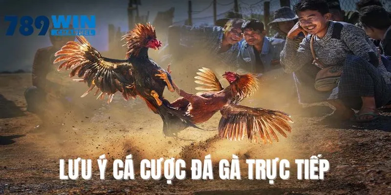 Cá cược gà đá trực tiếp cần chú ý điều gì?